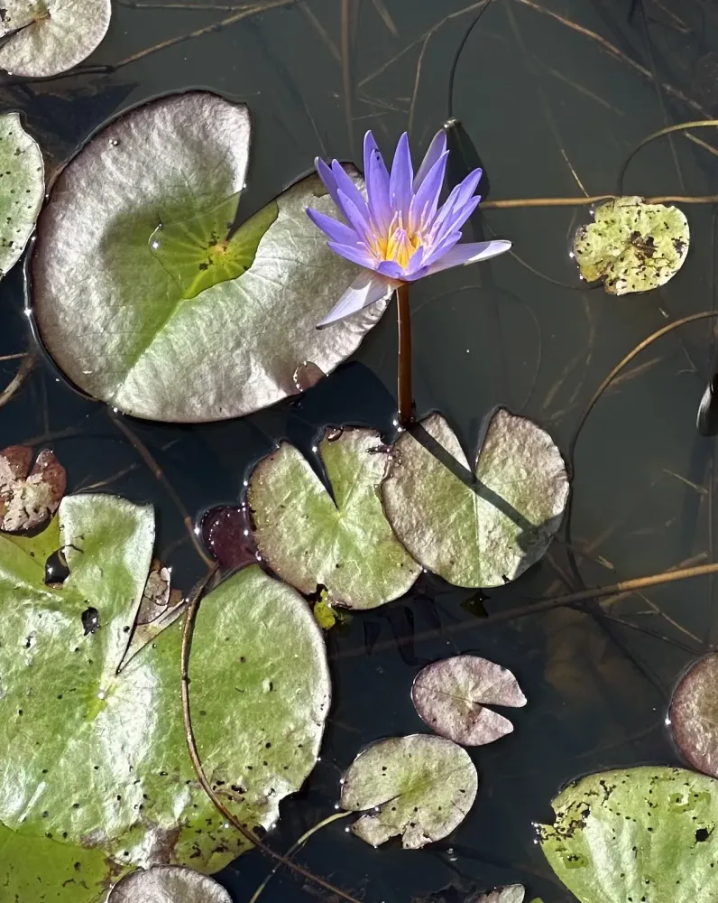 fleur eau